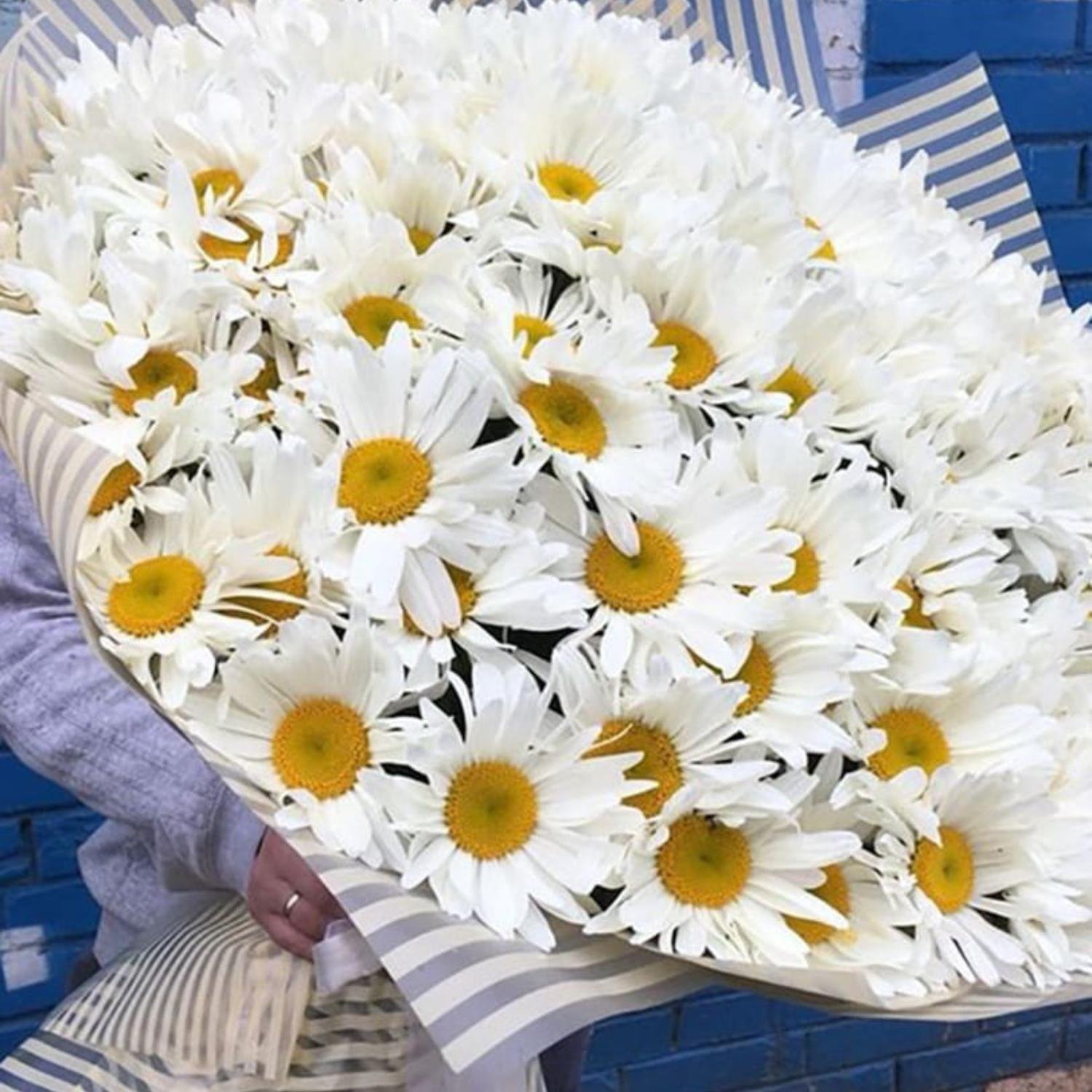 Ромашка крупная